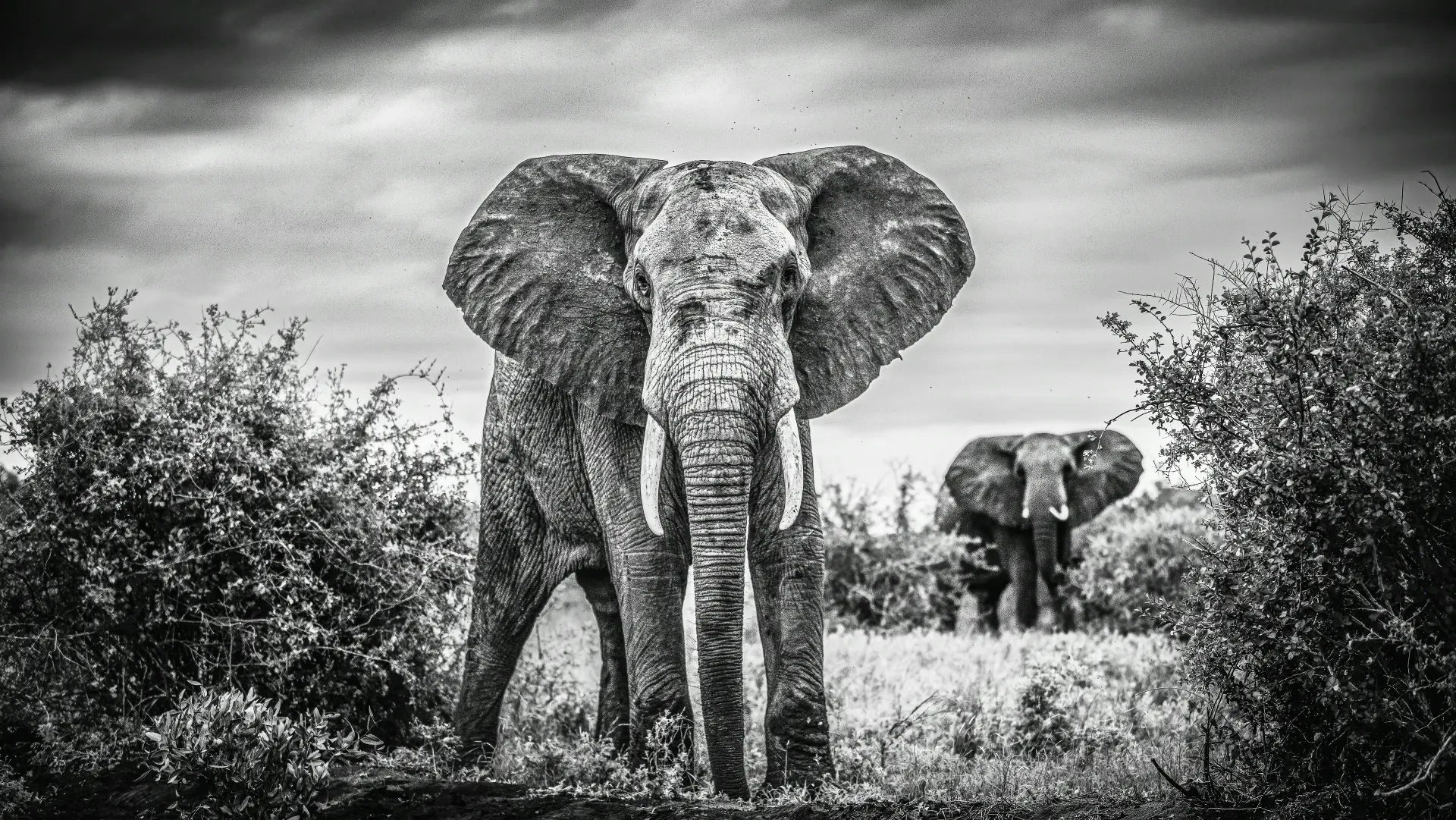 Black and white photograph of a great tusker elephant facing the camera between thorn bushes in Tsavo East National Park
